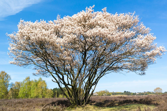 L'AMÉLANCHIER : l'arbre de vie